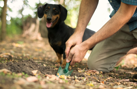 Dog Poo in the Garden